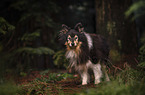 male Sheltie