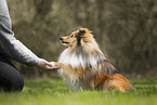 Sheltie