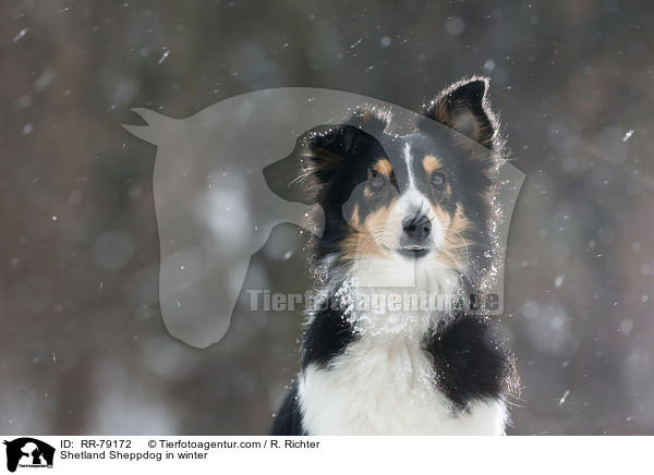 Shetland Sheppdog in winter / RR-79172