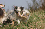 Shetland Sheepdog puppies