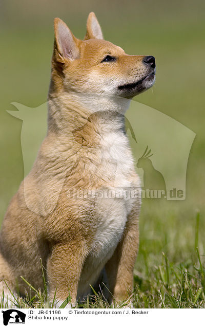 Shiba Inu puppy / JB-01196