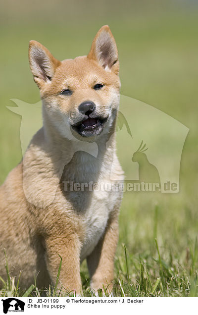 Shiba Inu Welpe / Shiba Inu puppy / JB-01199
