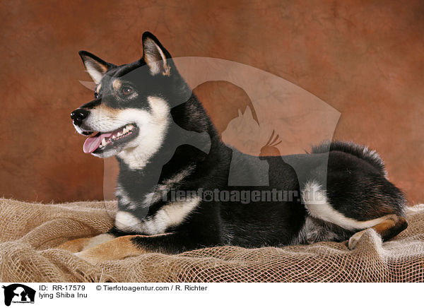 liegender Shiba Inu / lying Shiba Inu / RR-17579