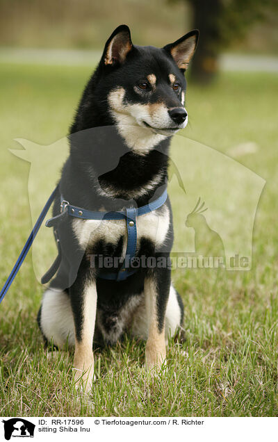 sitzender Shiba Inu / sitting Shiba Inu / RR-17596