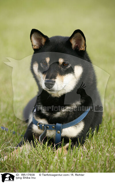 liegender Shiba Inu / lying Shiba Inu / RR-17608