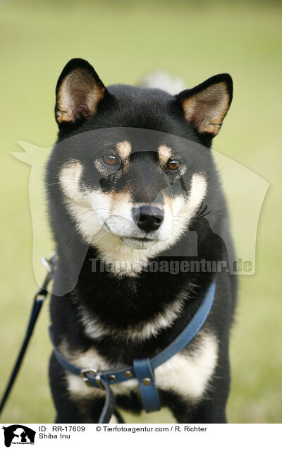 Shiba Inu / Shiba Inu / RR-17609