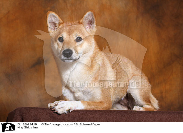 liegender Shiba Inu / lying Shiba Inu / SS-29419