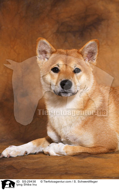 liegender Shiba Inu / lying Shiba Inu / SS-29436