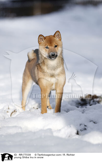 junger Shiba Inu im Schnee / young Shiba Inu in snow / RR-77039