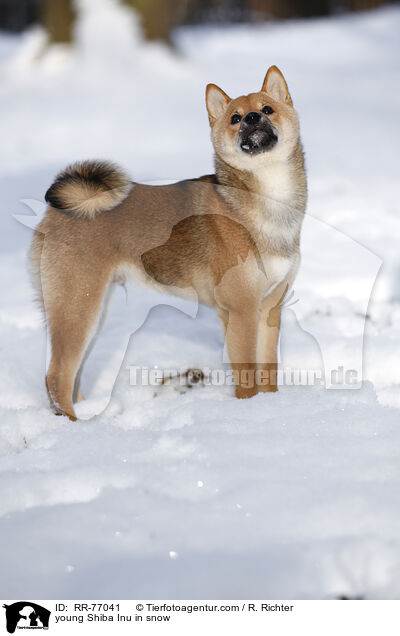 junger Shiba Inu im Schnee / young Shiba Inu in snow / RR-77041
