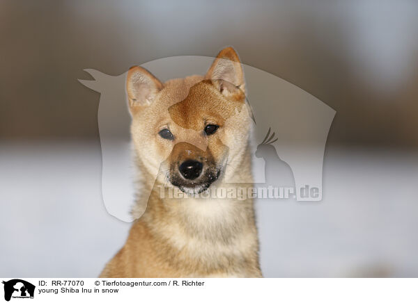young Shiba Inu in snow / RR-77070