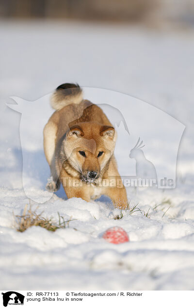 junger Shiba Inu im Schnee / young Shiba Inu in snow / RR-77113