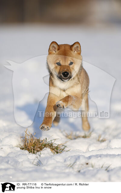 junger Shiba Inu im Schnee / young Shiba Inu in snow / RR-77116
