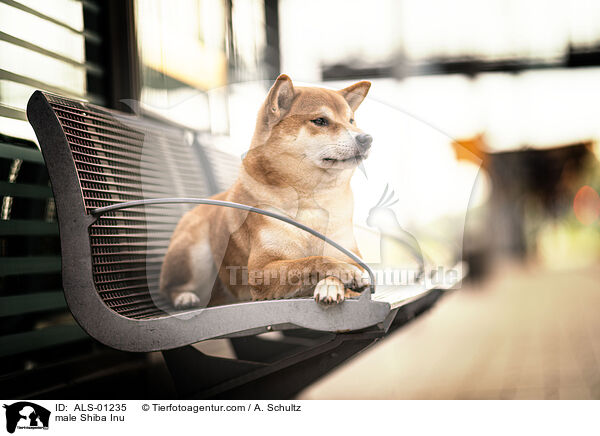 Shiba Inu Rde / male Shiba Inu / ALS-01235