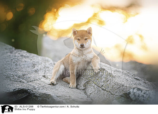Shiba Inu Puppy / ALS-01288
