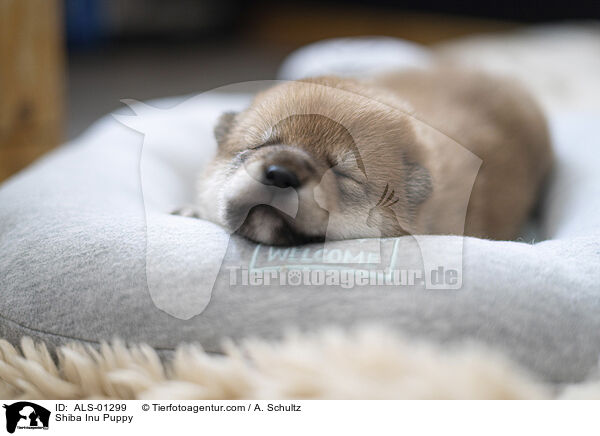 Shiba Inu Puppy / ALS-01299