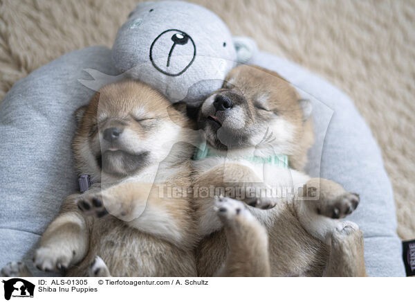 Shiba Inu Puppies / ALS-01305