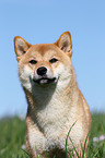 Shiba Inu Portrait