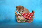 Shiba Inu Puppy