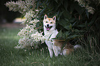 sitting shiba inu