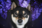 Shiba Inu Portrait