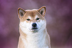 Shiba Inu Portrait