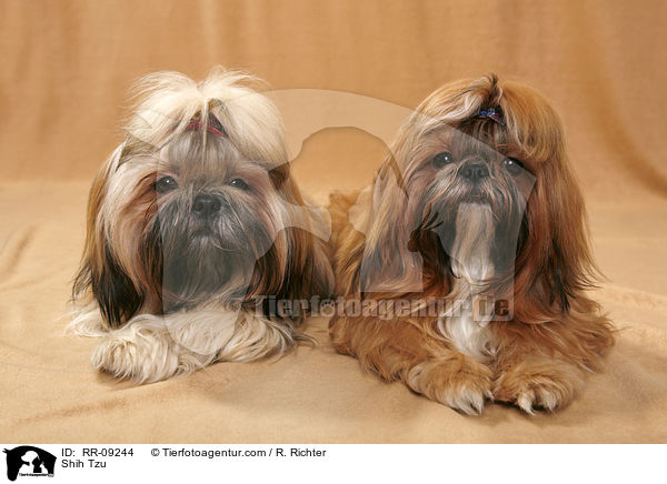 Shih Tzu / Shih Tzu / RR-09244