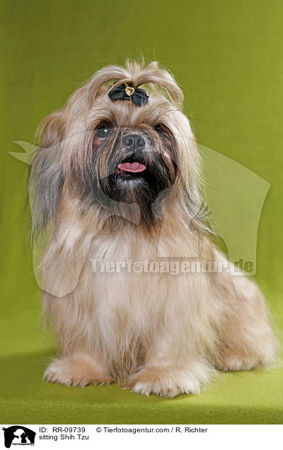 sitzender Shih Tzu / sitting Shih Tzu / RR-09739