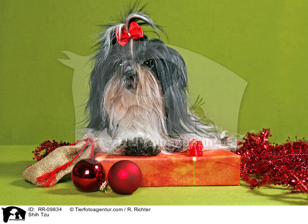 Shih Tzu / Shih Tzu / RR-09834