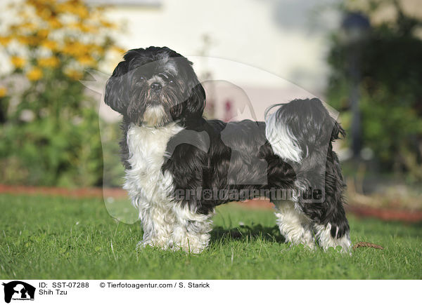 Shih Tzu / SST-07288