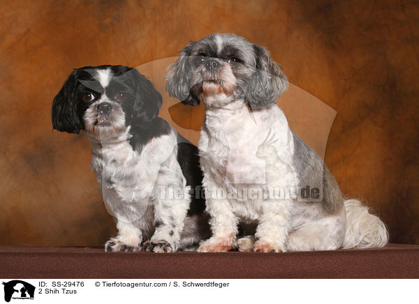 2 Shih Tzus / 2 Shih Tzus / SS-29476