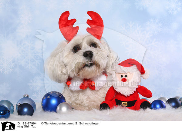 liegender Shih Tzu / lying Shih Tzu / SS-37994