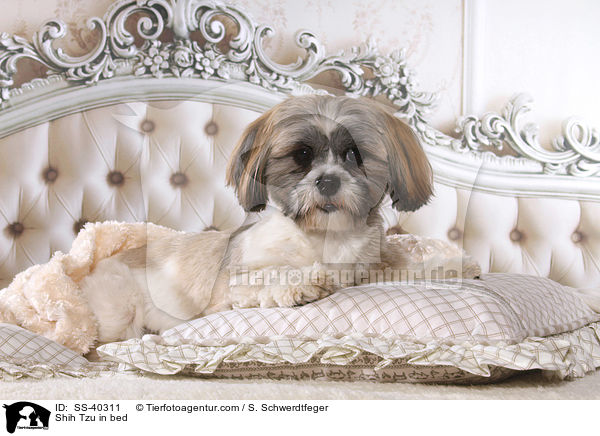 Shih Tzu im Bett / Shih Tzu in bed / SS-40311