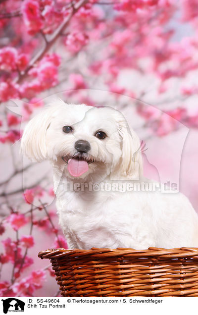 Shih Tzu Portrait / Shih Tzu Portrait / SS-49604