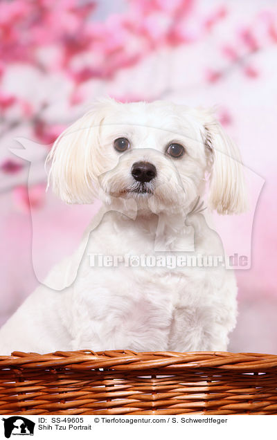 Shih Tzu Portrait / Shih Tzu Portrait / SS-49605