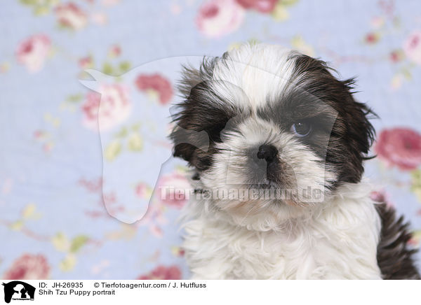 Shih Tzu Welpe Portrait / Shih Tzu Puppy portrait / JH-26935