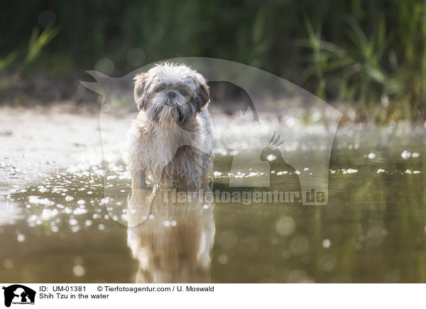 Shih Tzu im Wasser / Shih Tzu in the water / UM-01381