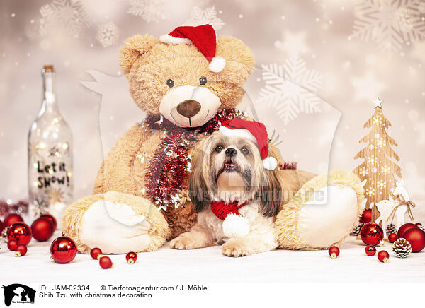 Shih Tzu mit Weihnachtsdeko / Shih Tzu with christmas decoration / JAM-02334