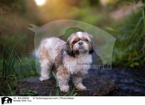 Shih Tzu Hndin / female Shih Tzu / BS-08694