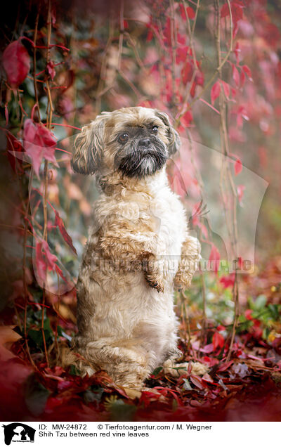 Shih Tzu zwischen roten Weinblttern / Shih Tzu between red vine leaves / MW-24872