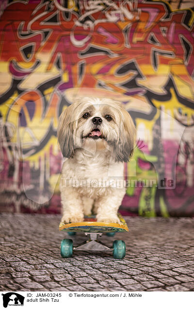 ausgewachsener Shih Tzu / adult Shih Tzu / JAM-03245