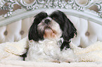 lying Shih Tzu