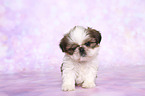 sitting Shih Tzu Puppy