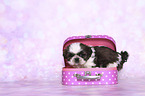 Shih Tzu Puppy in a suitcase