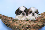 Shih Tzu Puppies in a basket