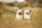 2 Shih Tzu