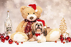 Shih Tzu with christmas decoration