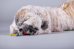 Shih Tzu in front of grey background