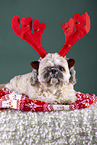 Shih Tzu with Christmas decoration