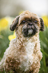 Shih Tzu between daffodils